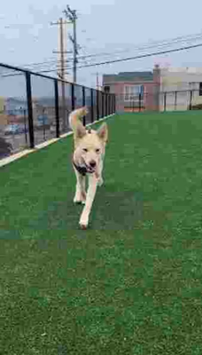 Head & Brotherhood Dog Play Area photo 1